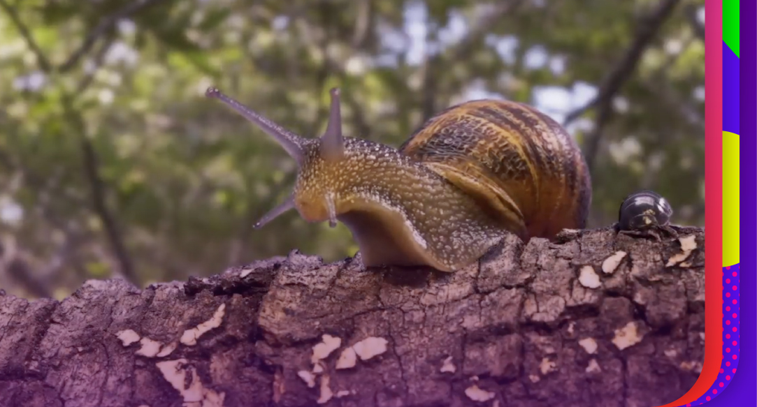 CNTV anuncia cartelera de estrenos de noviembre 2024